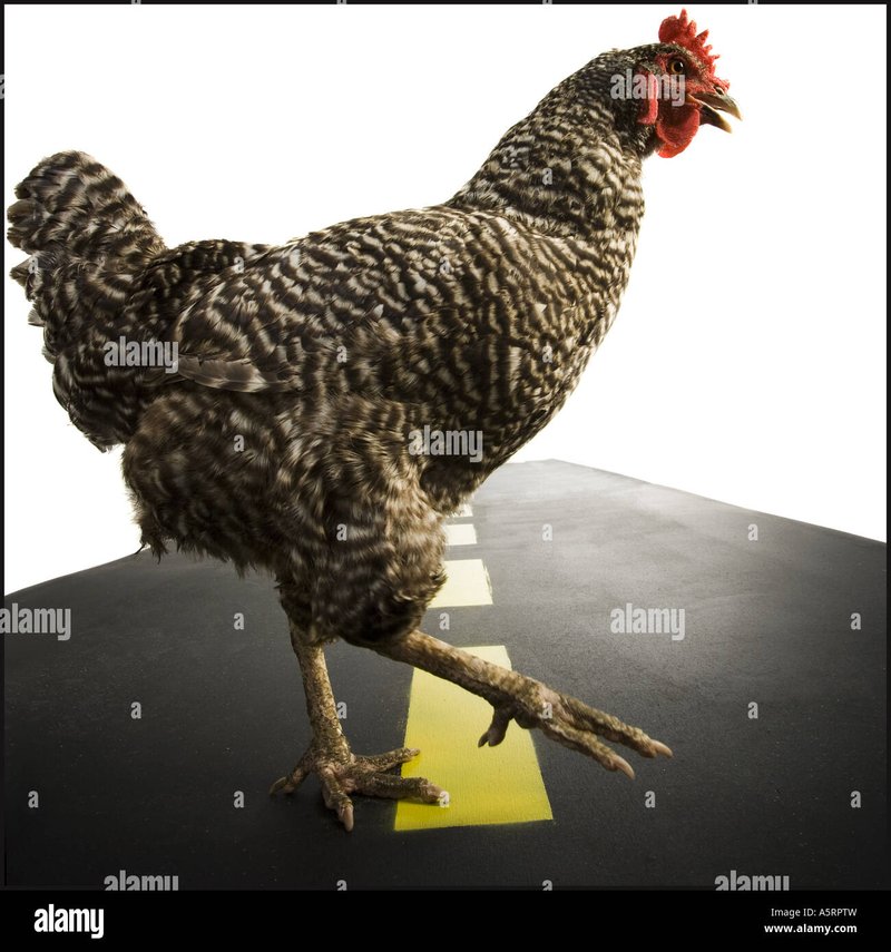 Descubre el secreto detrás del famoso Juego de la Carretera de Pollo en España in Spain